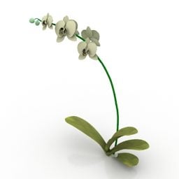 Lowpoly Plant Bloem Phalaenopsis Orchidee 3D-model
