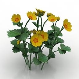 แบบจำลอง 3 มิติของพืช Potentilla ดอกไม้สีเหลือง