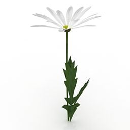 Lowpoly Planta Flor Shasta Daisy Modelo 3D