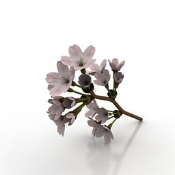 Flower Someiy Branch 3d model