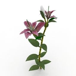 Lowpoly Plante Fleur Star Gazer Lily modèle 3D