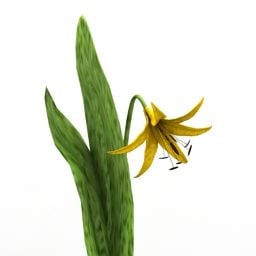 Lowpoly 3д модель растения Цветок Форель Лилия