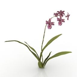 Lowpoly Bitki Çiçek Yaban Kedisi Orkide 3d modeli