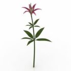 Garden Flower Wood Lily