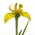 Garden Flower Yellow Iris