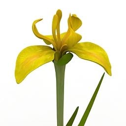 Zahradní květina žlutá kosatec 3D model