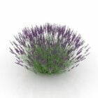 Lavendel Blume Pflanze