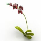 Blomma Orkidéväxt