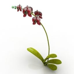 Mô hình cây hoa lan 3d