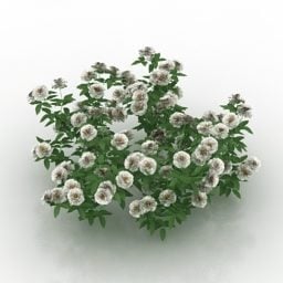 Modelo 3d de planta de flor de rosa blanca