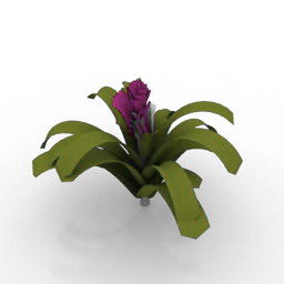 Plante à fleurs Guzmania modèle 3D