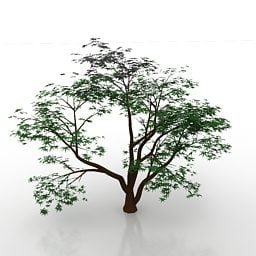 مدل سه بعدی درخت افرا ژاپن