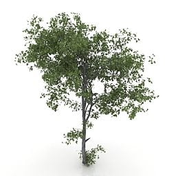 Garden Linden Tree 3d model