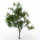 Natur-Ahornbaum
