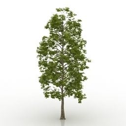 Ağaç Akçaağaç 3d modeli