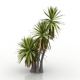 加伦棕榈丝兰树3d模型