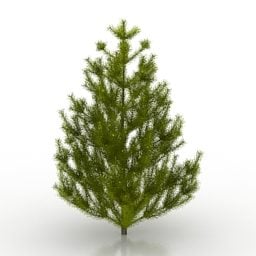 Model 3d Pohon Pinus Kecantikan