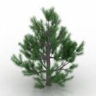 Tree Pinus