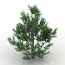 3д модель дерева Сосна