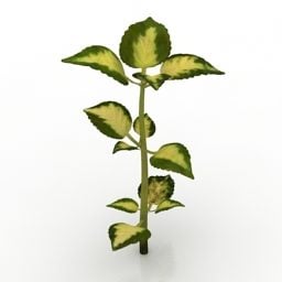 Garden Plant Coleus 3d model