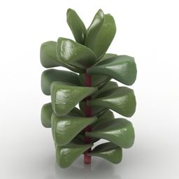 自然植物Crassula Cornuta 3d模型