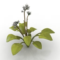 نموذج حديقة النباتات هوستا 3D