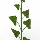 Lowpoly Plant Plant Ivy