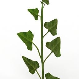 Lowpoly 3д модель растения Растение Плющ