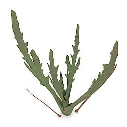 แบบจำลอง 3 มิติของพืชหญ้า Kalanhoe Synsepala