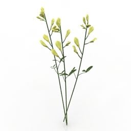 Tuinplant Weidewikke 3D-model