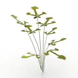 Saniainen kasvi 3d malli
