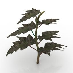 Garden Plant Sawtooth Begonia 3d model