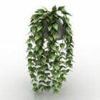 Vaso per piante di edera