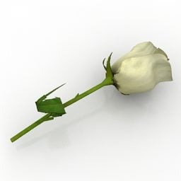 Weiße Rose 3D-Modell