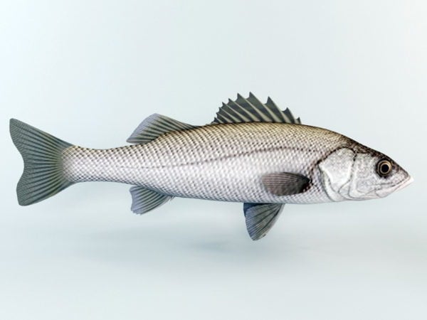 Animal Striped Bass Fish