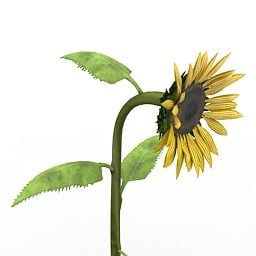 3d модель садової рослини соняшника