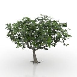 Modelo 3d de árvore de jardim Ficus Carica