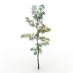 Nature Tree Birch 3d model
