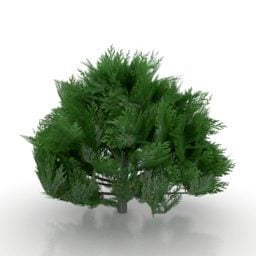 Träd Thuja Arborvitae 3d-modell