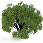 Venkovní rostlina Zelený strom