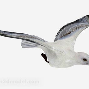 सफेद कबूतर 3डी मॉडल