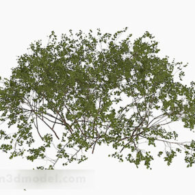 Outdoor Plant Tree 3d model