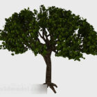 Зеленое веерное дерево