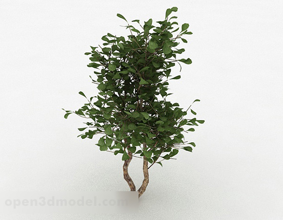 Árbol ornamental de hojas redondas verdes