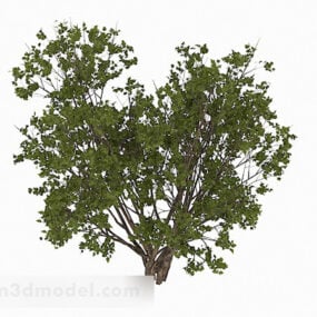 Modello 3d della pianta da giardino del boschetto