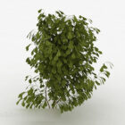 Inverted Oval Tree Plant