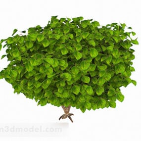 楕円形の大きな葉の低木3Dモデル