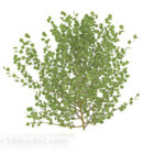 Oval leaf shrub 3d model