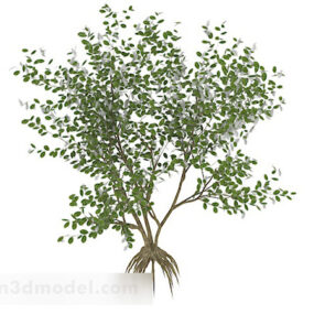 Oval Leaflet Shrub Tree 3d model