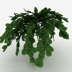 3д модель Декоративных растений с овальными листьями